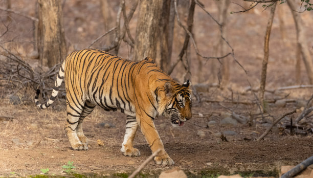 森林里的老虎图片下载