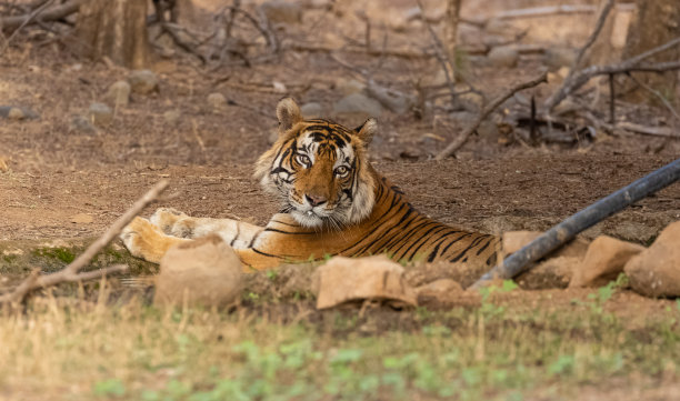 森林里的老虎图片下载