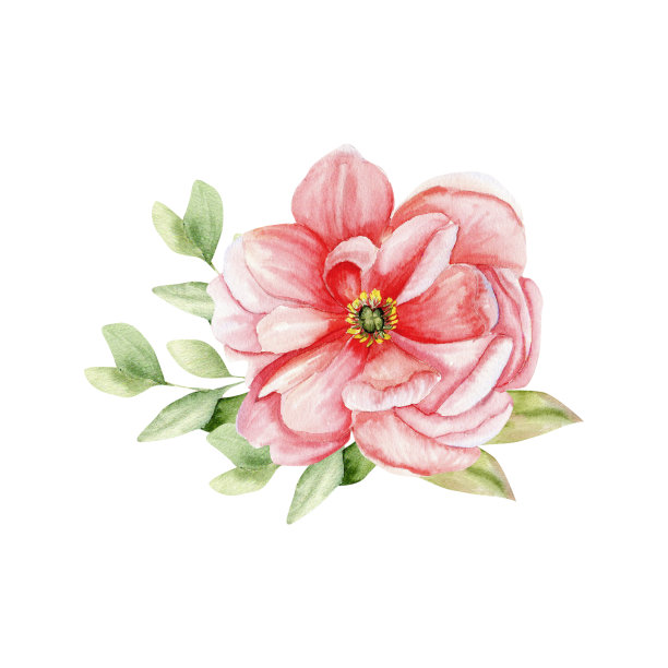 水彩粉色牡丹花束。手绘夏天花与绿叶的邀请，婚礼，标签，标志，卡片设计。概念设计的剪贴画图片下载
