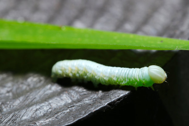 玉色的龙虾蛾幼虫（野生动物特写微距照片）图片下载