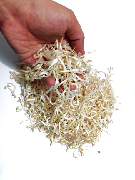 发芽的蔬菜图片下载