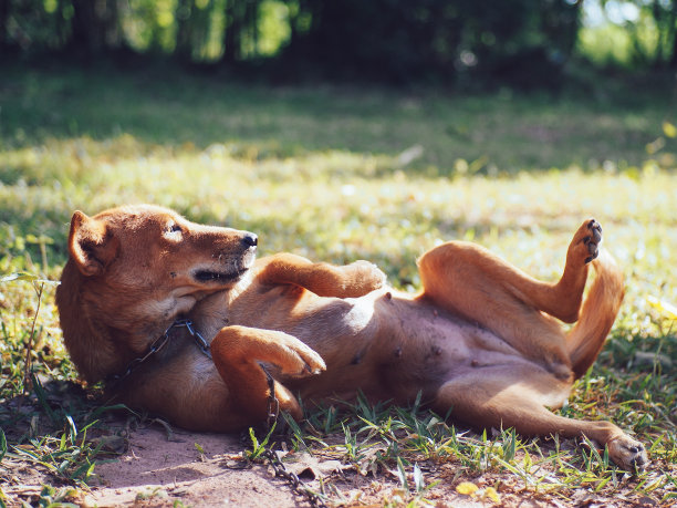 狗链图片下载
