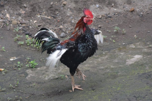 公鸡的背景照片图片下载