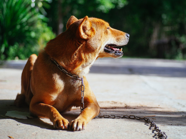 狗链图片下载