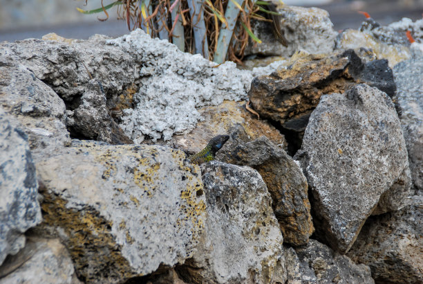 岩石在水中，数码照片的图片作为背景图片下载
