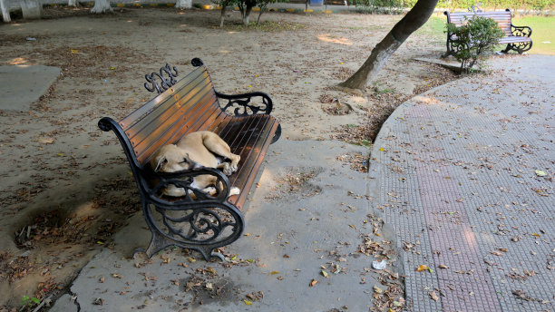 懒狗在公园长椅上休息的惊人照片图片下载