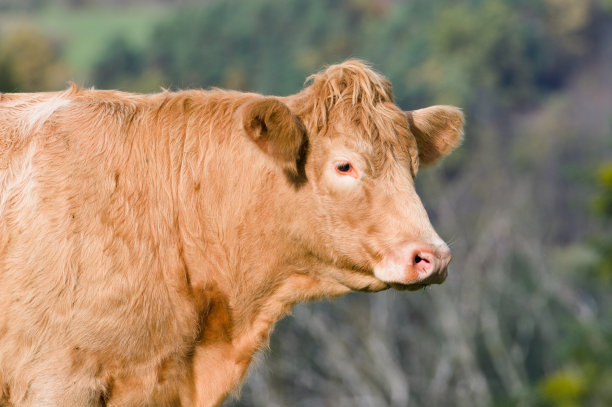 英俊的奶牛的详细肖像与非常漂亮的时尚发型。有趣的动物照片。图片下载