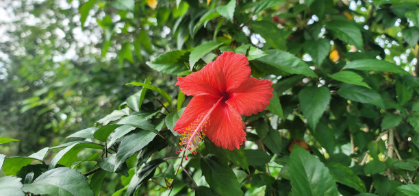 花卉植物自然风光背景矢量素材图片下载