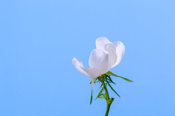 蓝色背景上的玫瑰果花朵照片图片下载