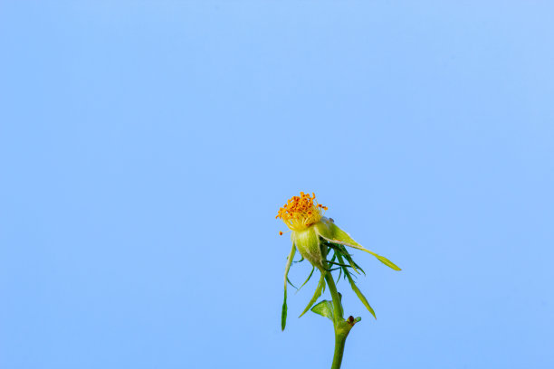 玫瑰果花盛开在蓝色背景的照片。图片下载