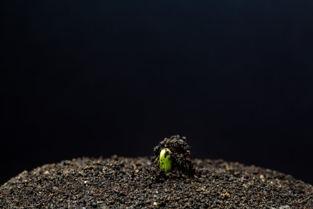 这是在黑色背景下拍摄的大豆从豆芽中生长出来的地面照片。图片下载