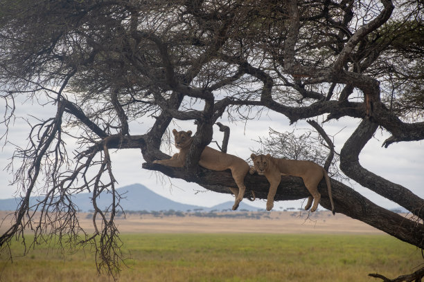 在坦桑尼亚塔兰吉雷国家公园，两头母狮在以非洲风景为背景的树上休息图片下载