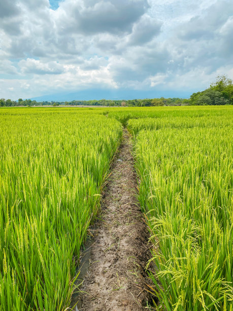 处于营养期的水稻植株。位于印度尼西亚东爪哇省Ngawi的稻田里。图片下载