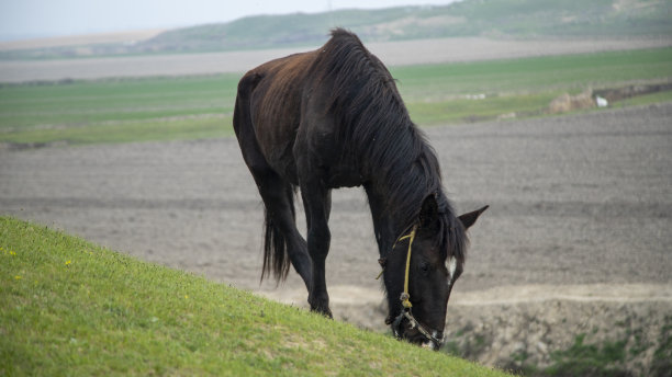 一匹吃草的黑马图片下载