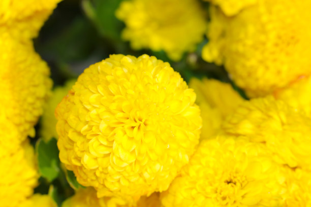 新鲜的黄色食用菊花盛开(食用菊，阳光特写微距照片)图片下载