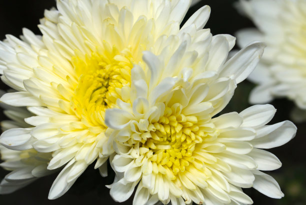 新鲜的白色和黄色的菊花盛开(Kiku, Sunny特写微距照片)图片下载