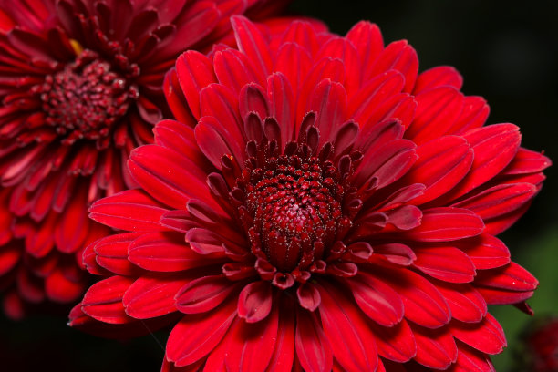 热烈的深红色乒乓球妈妈花(近距离花头微距照片)图片下载