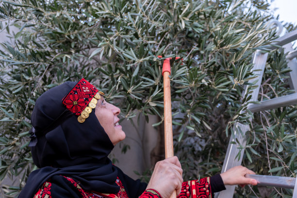 巴勒斯坦妇女穿着传统服装从树上采摘橄榄图片下载