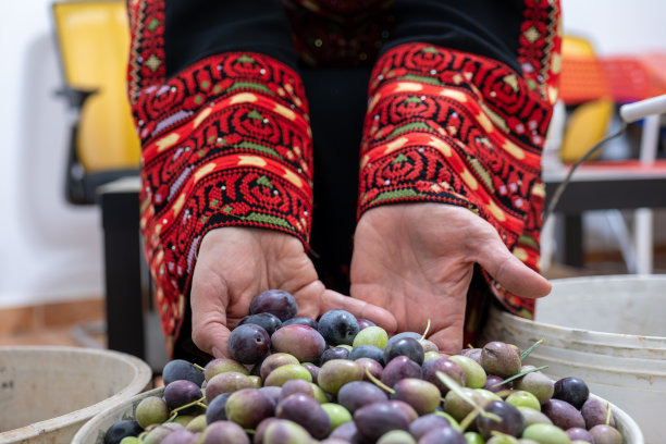 一名巴勒斯坦妇女手里拿着一群橄榄图片下载