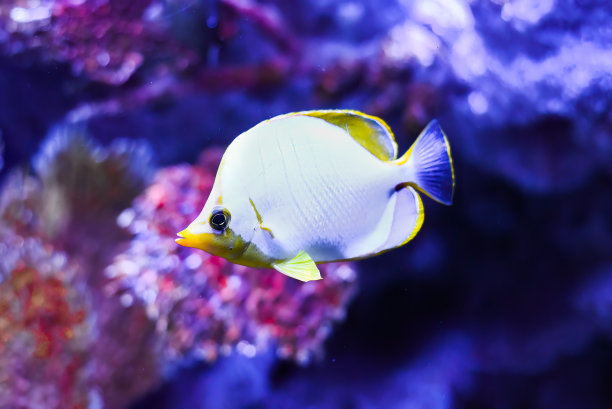 泰国水族馆的黄头毛鱼，俗称黄头蝴蝶鱼图片下载