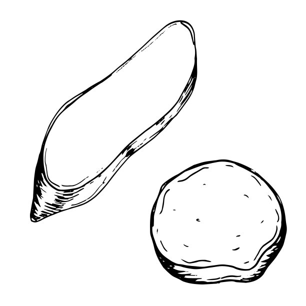 部分红薯矢量插图隔离在白色。一块batata墨水手绘轮廓。块茎马铃薯黑白图形。用于设计菜单、包装、配料配方、包装图片下载