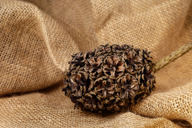 许多松果自然生长在一起，形成一个坚实的球，在粗布麻布背景。水平的照片图片下载