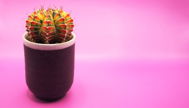 分离出一盆粉红色背景的杂色裸钙仙人掌。用于插图的图片，背景图像或复制空间。图片下载