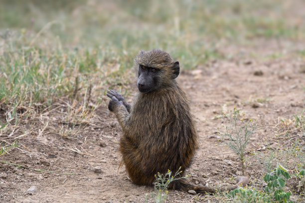 非洲丛林和稀树草原上的小狒狒图片下载
