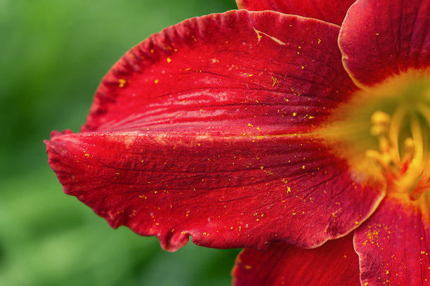红色和黄色百合花瓣的微距照片。花在绿色模糊的自然背景。图片下载