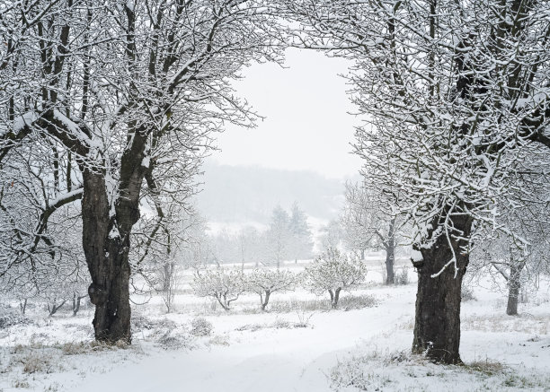 冬天的景色，树木和田野都结了白霜。这张照片摄于奥地利布尔根兰的罗莎利亚地区。图片下载