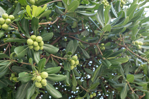 日本pittosporum的背景。常绿卡罗灌木的绿色叶子用于出版，设计，海报，日历，帖子，屏幕保护程序，壁纸，封面。高质量照片图片下载