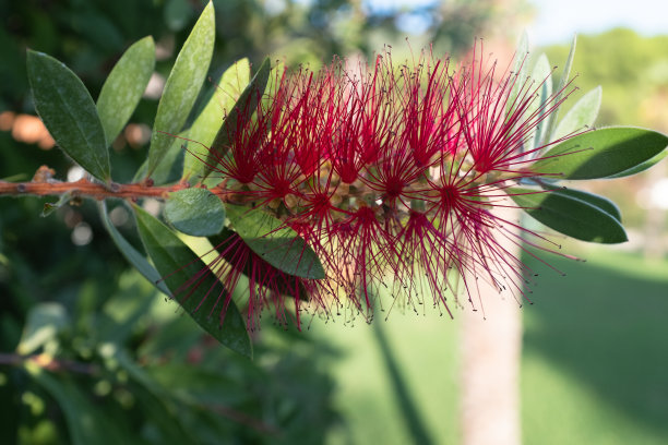 花期刚玉，特写。红色瓶刷花出版，海报，日历，邮政，屏幕保护程序，壁纸，封面。高质量照片图片下载