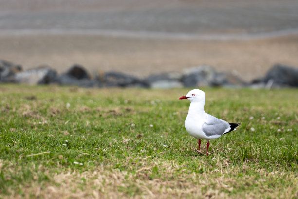 海滩上的海鸥肖像图片下载