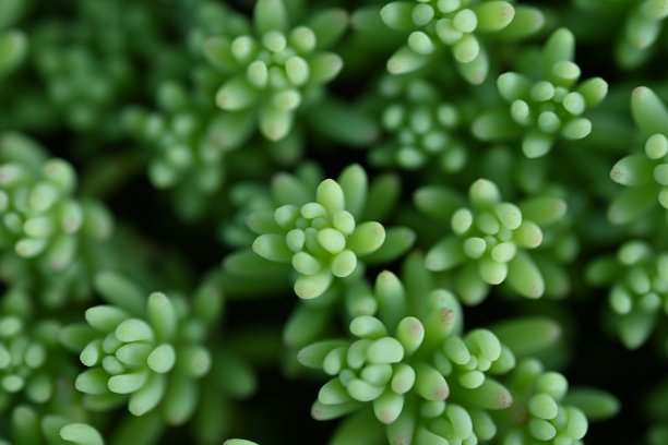 宏观绿色多肉，宏观照片为绿色多肉，宏观图案玫瑰叶片照片从上方多肉，模糊绿色多肉植物特写，淡绿色洁净景天，图片下载