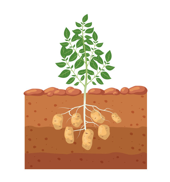 在花园床上的土豆。马铃薯块茎在地里生长。矢量插图。图片下载