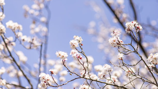 白花:植物中的一组白花图片下载