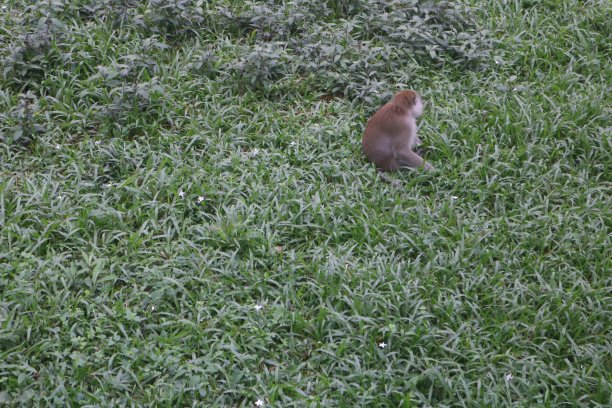 猴子图片下载