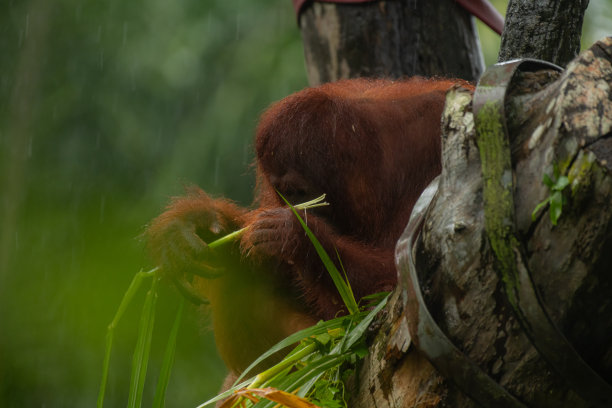 一只雄性猩猩正在树后吃树叶图片下载
