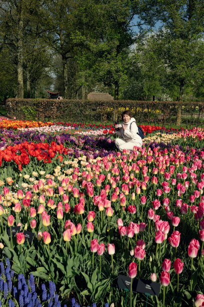 一名女游客在库肯霍夫公园欣赏五颜六色的风信子和郁金香图片下载