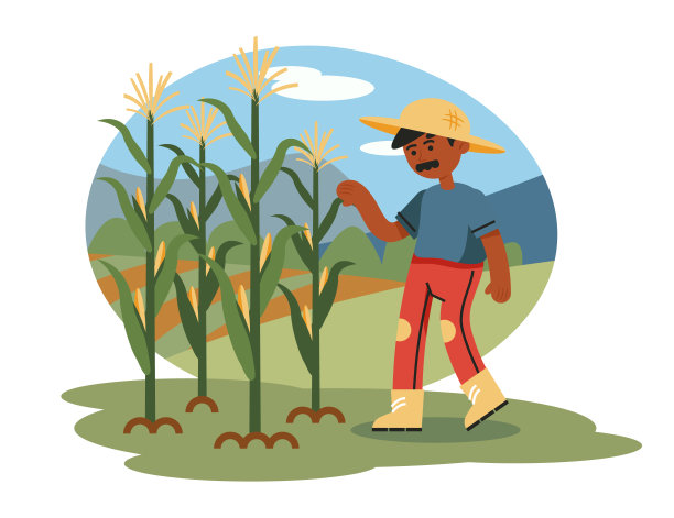 墨西哥农民站在种植园里检查玉米植株。玉米栽培工艺图片下载