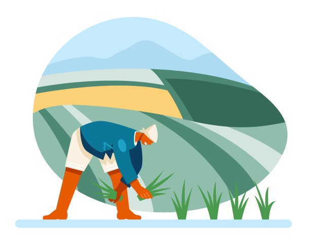 一个亚洲人正在地里干活，采集植物。水稻栽培工艺图片下载