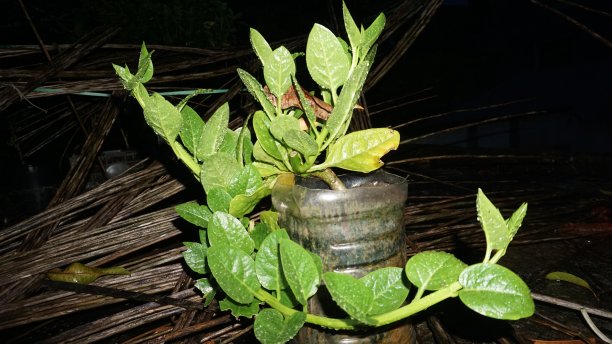在花瓶里种植植物图片下载