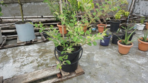 在花瓶里种植植物图片下载