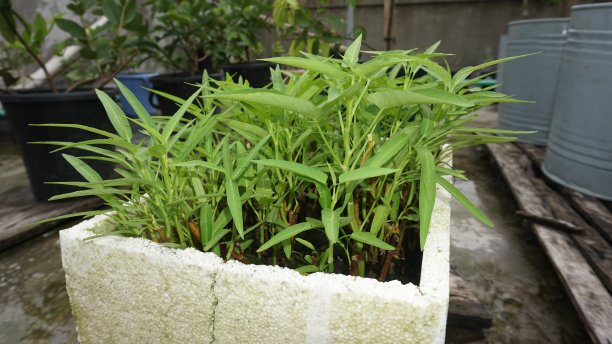 在花瓶里种植植物图片下载