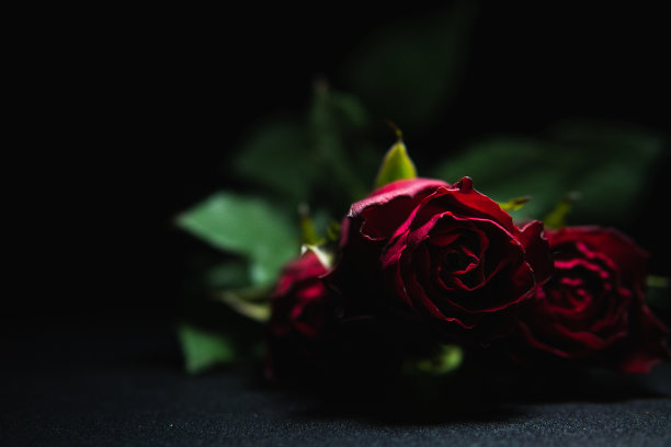 美丽的红玫瑰与黑暗背景的特写照片。情人节爱的概念。图片下载