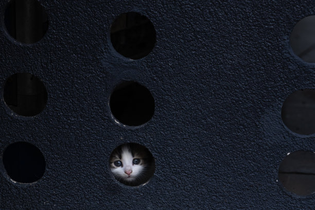 可爱的街头猫宝宝(tatlylyavru Sokak Kedileri)照片，Üsküdar伊斯坦布尔，土耳其(土耳其)图片下载