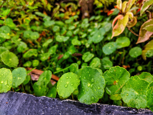 女性日常植物茁壮成长图片下载