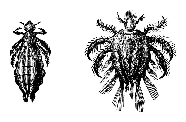 人头虱(人头虱)-在白色背景上孤立的复古雕刻插图图片下载