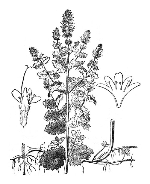 水薄荷(薄荷水)-复古雕刻插图孤立在白色背景图片下载