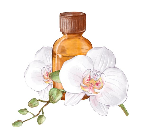 芳香疗法。装有精油和兰花的瓶子。健康生活方式的概念和对皮肤的水疗治疗。手绘插图孤立在白色背景。图片下载